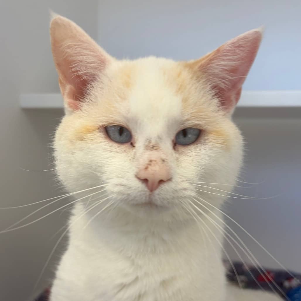 Roger - Domestic Shorthair cat available for adoption at Border Paws Animal Shelter in Lloydminster