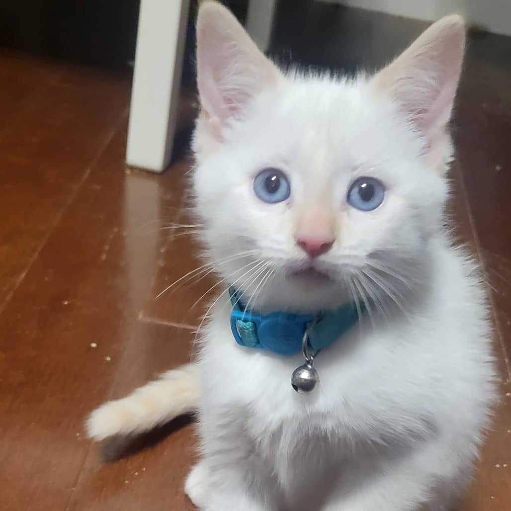 Poe - Domestic Medium Hair available for adoption