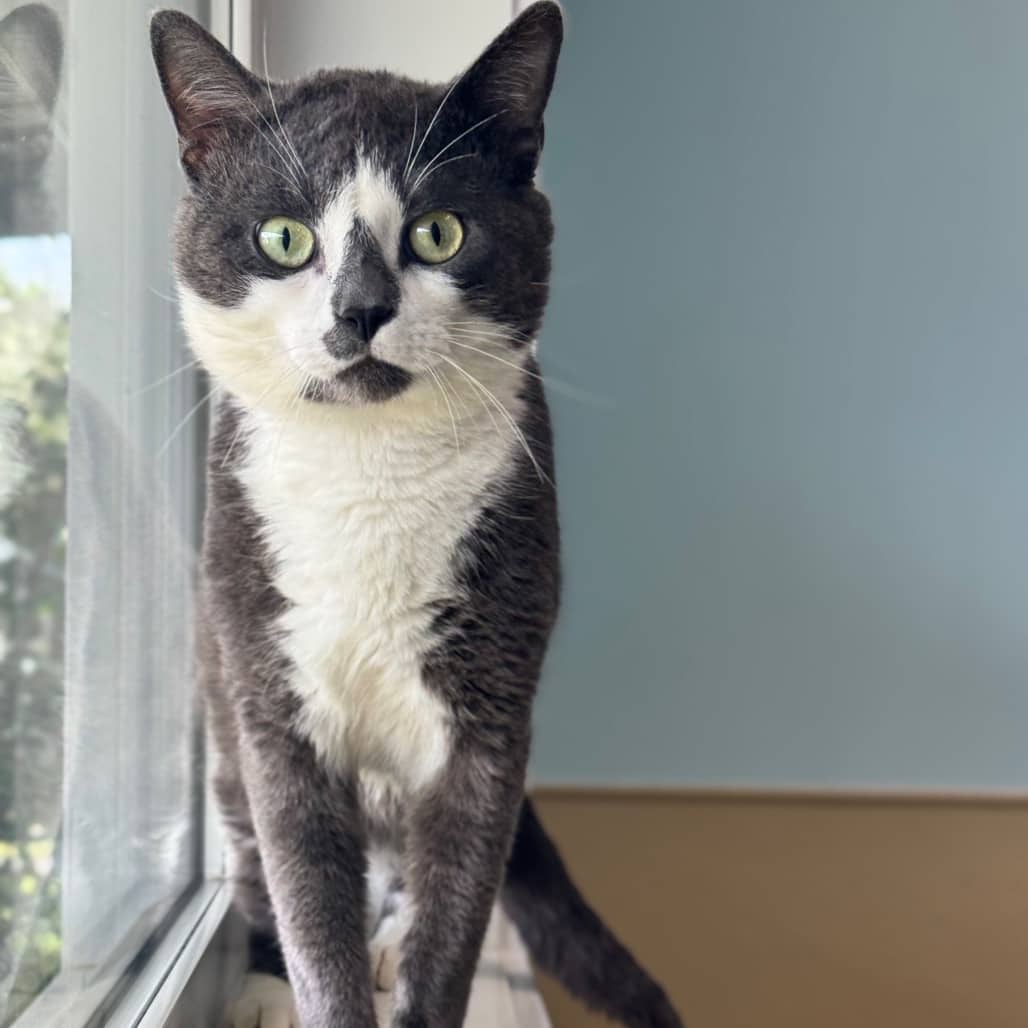 Tartar Sauce - Domestic Shorthair cat available for adoption at Prince Albert SPCA in Prince Albert