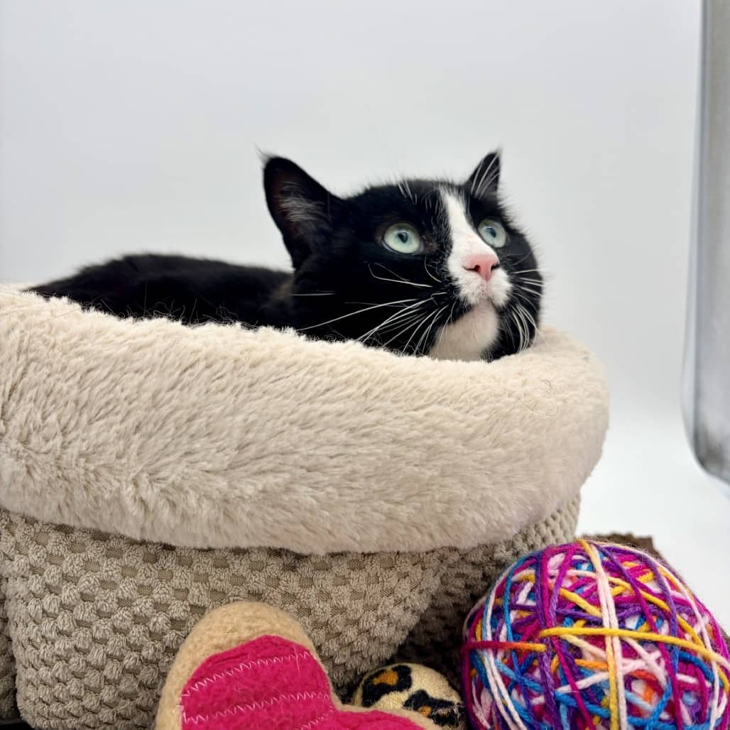 Minnie - Domestic Shorthair cat available for adoption at Moose Jaw Humane Society in Moose Jaw