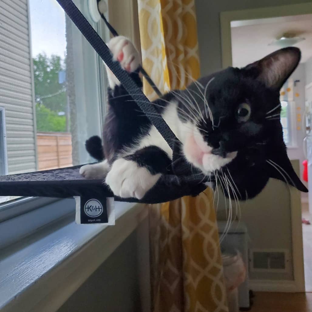 Ciro - Domestic Shorthair cat available for adoption at SCARS in Edmonton (1 of 6)