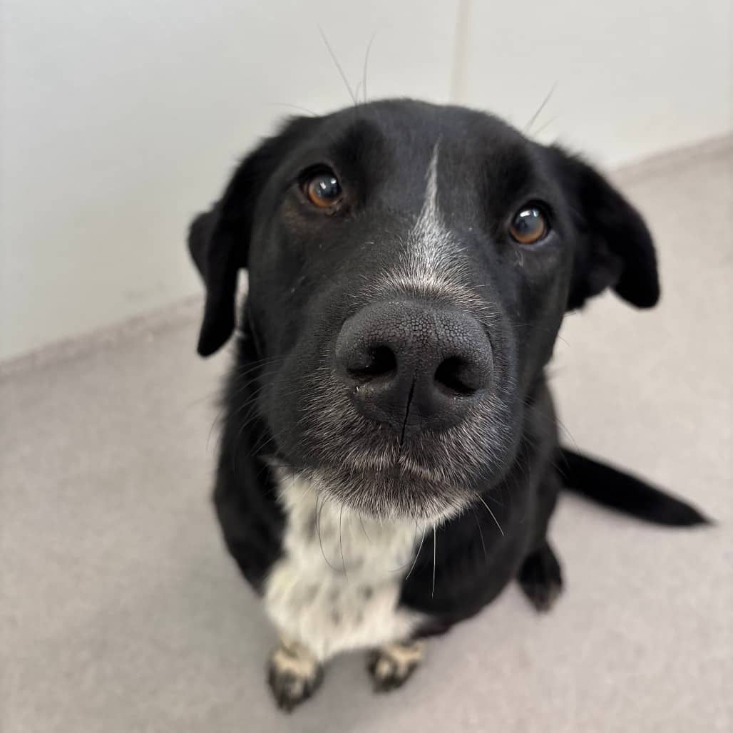 Axolotl - Pyrenees, Great / Collie, Border available for adoption in Saskatchewan