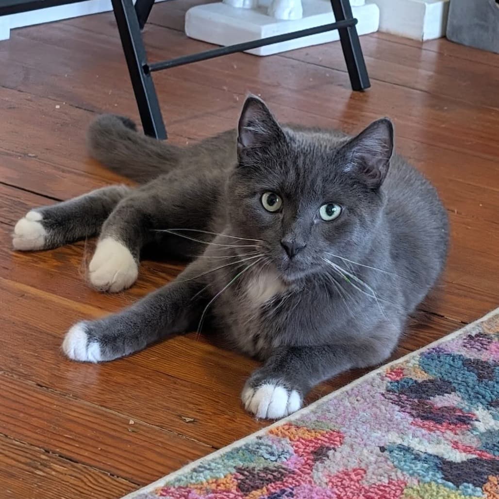 Toby - Domestic Shorthair cat available for adoption at Vancouver Orphan Kitten Rescue Association in Vancouver