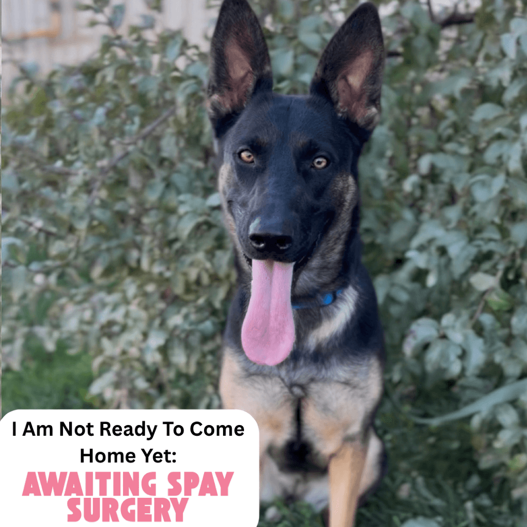 Freya - Mixed Breed (Large) available for adoption in Calgary