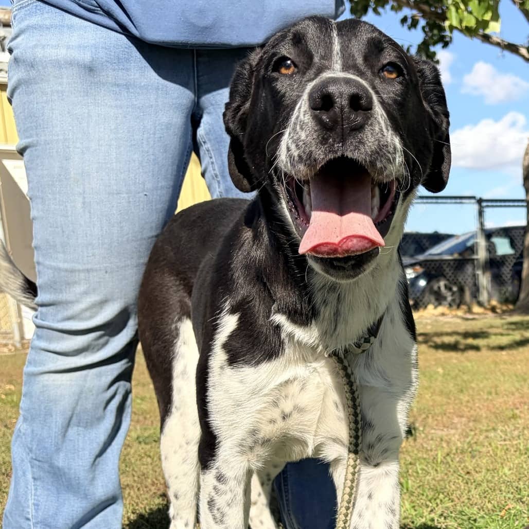 Marge - Great Dane / Retriever, Black Labrador available for adoption in Saskatchewan