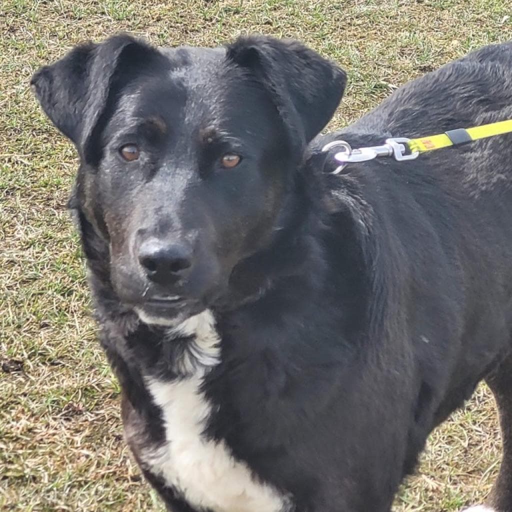 Bessie - MIXED BREED available for adoption in Calgary