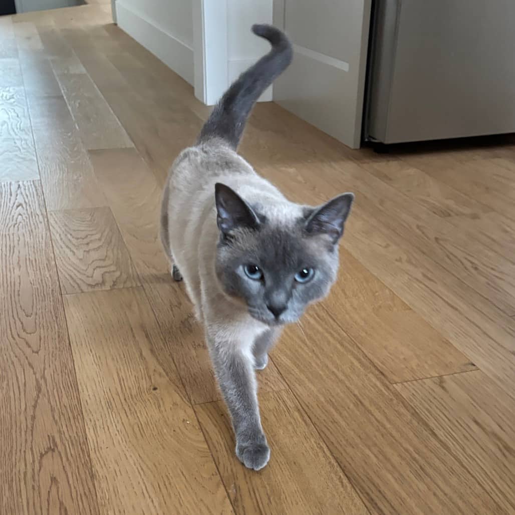 Viola - Siamese cat available for adoption at SCARS in Edmonton (1 of 6)