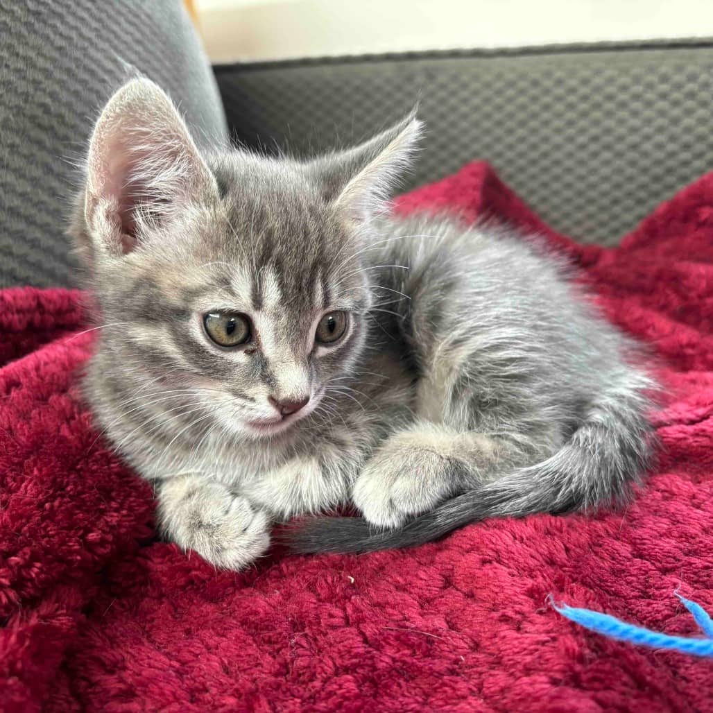 Opal - Domestic Shorthair cat available for adoption at Vancouver Orphan Kitten Rescue Association in Vancouver