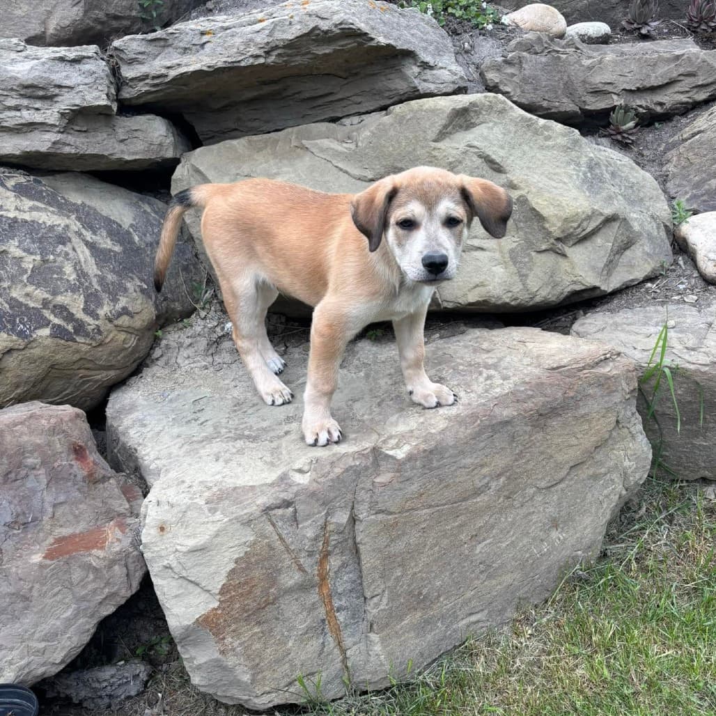 Chewbacca - Mixed Breed available for adoption