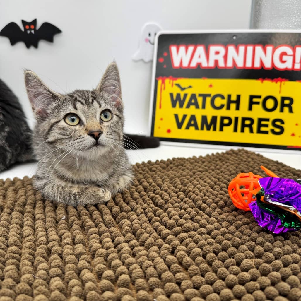 Maria - Domestic Shorthair available for adoption