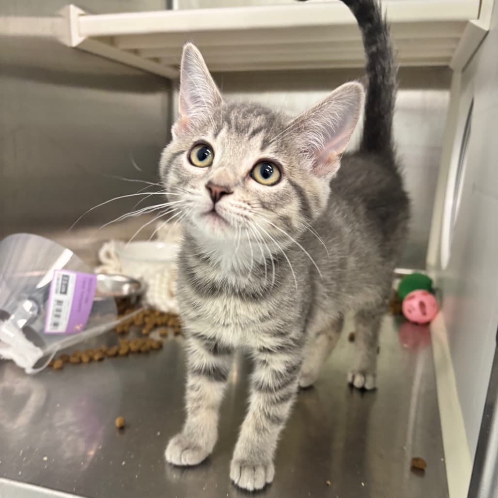 Miranda - Domestic Shorthair available for adoption