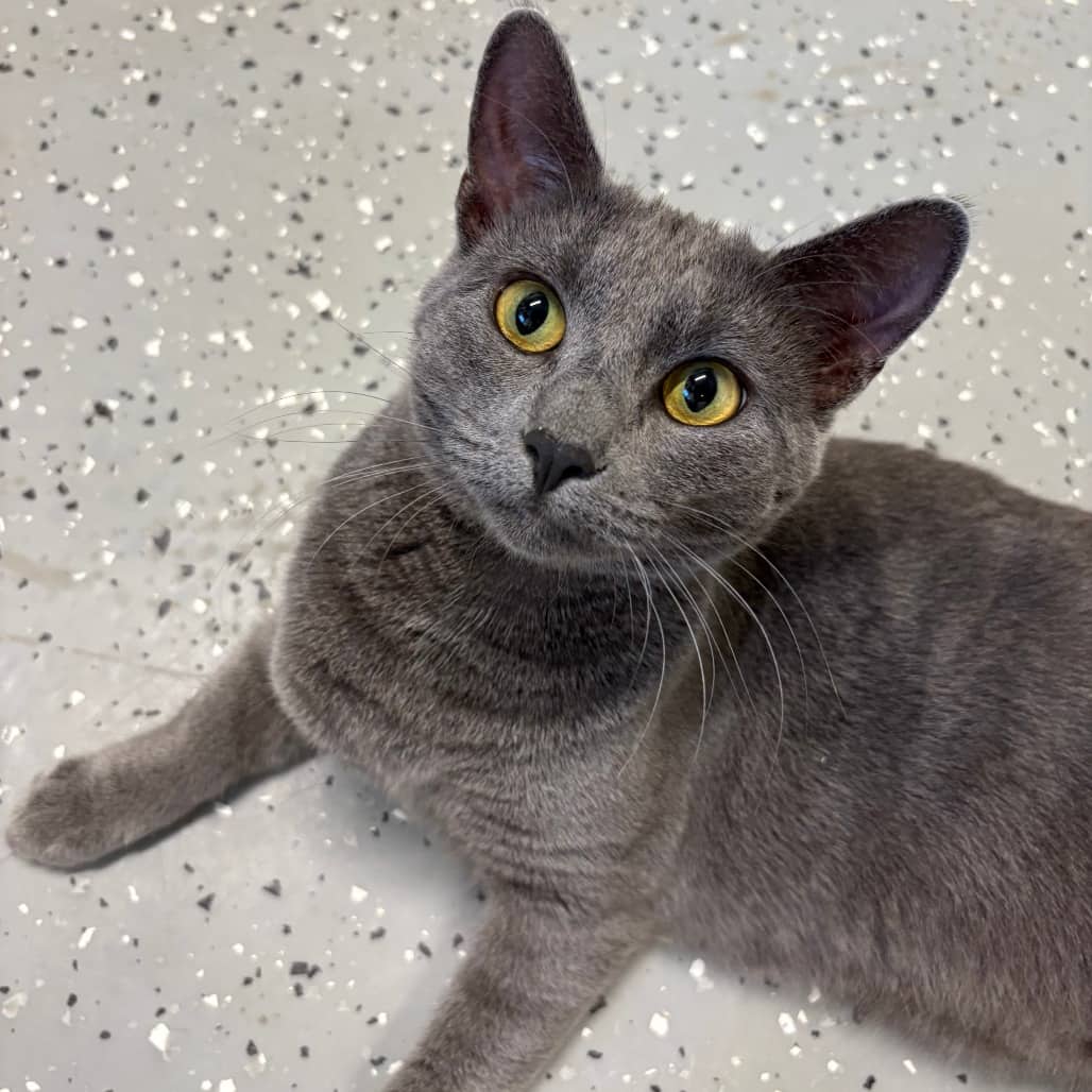Lizzy - Domestic Shorthair / Domestic Shorthair cat available for adoption at North East SPCA in Melfort