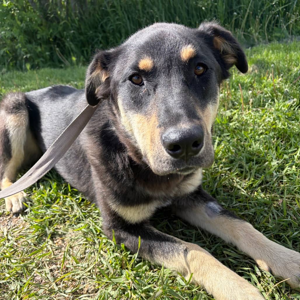 Deuce - SHEPHERD/MIX available for adoption