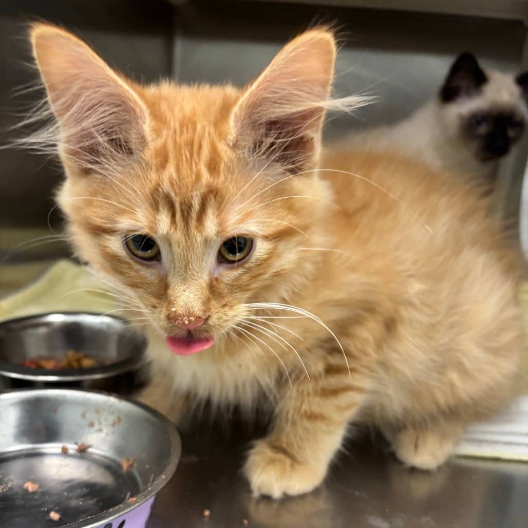 Hoover - Domestic Shorthair cat available for adoption at Saskatoon SPCA in Saskatoon