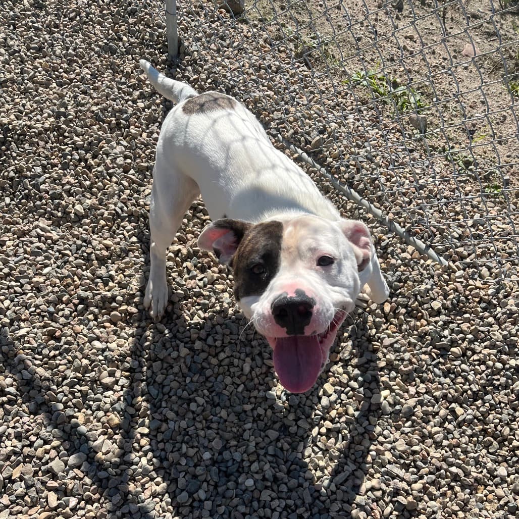 Chico