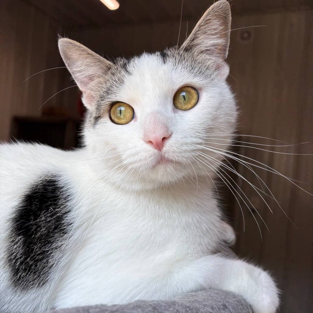 Hal - Domestic Shorthair available for adoption