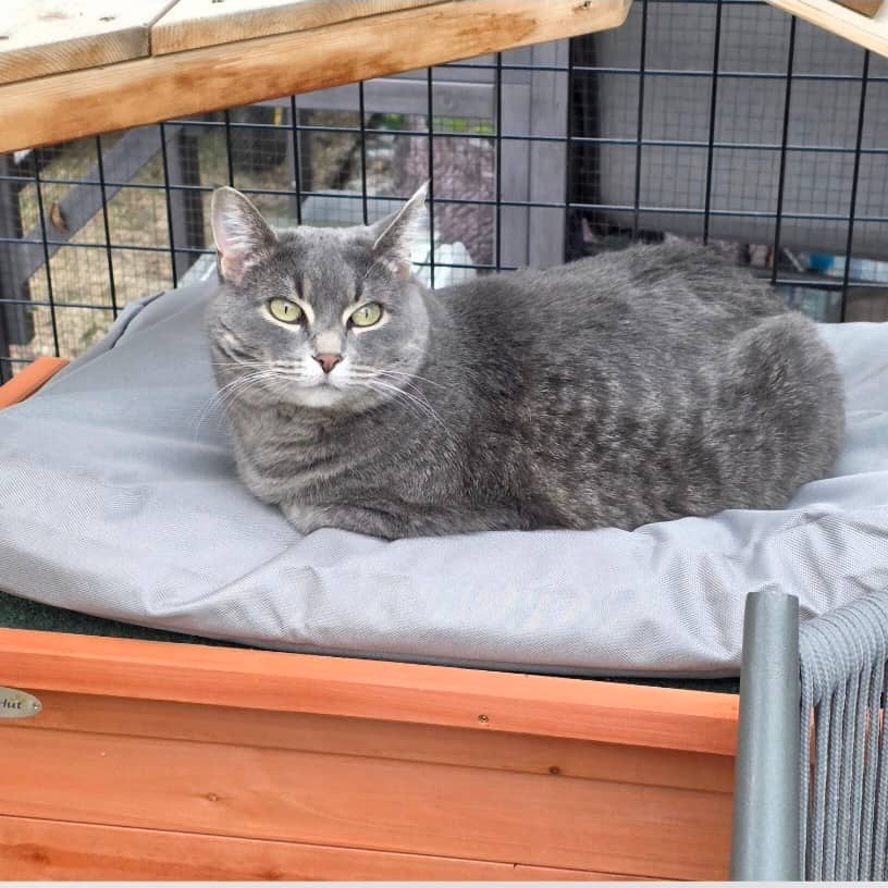 Daisy Doo - Domestic Shorthair available for adoption