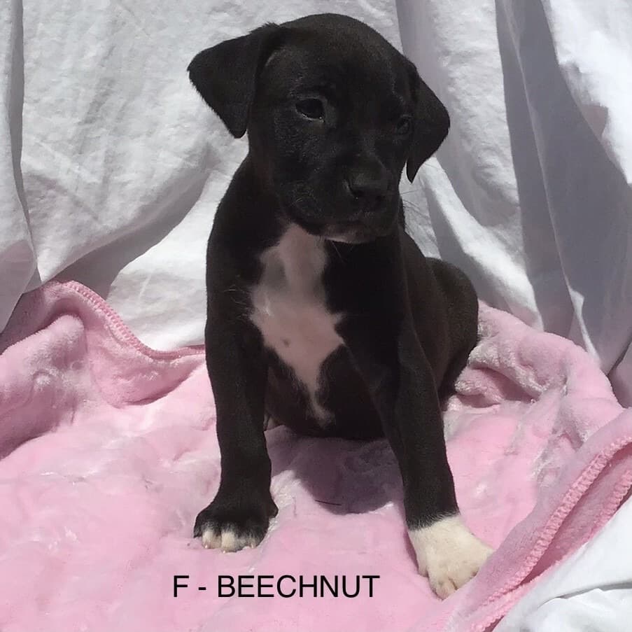 Beech Nut - Mixed Breed available for adoption