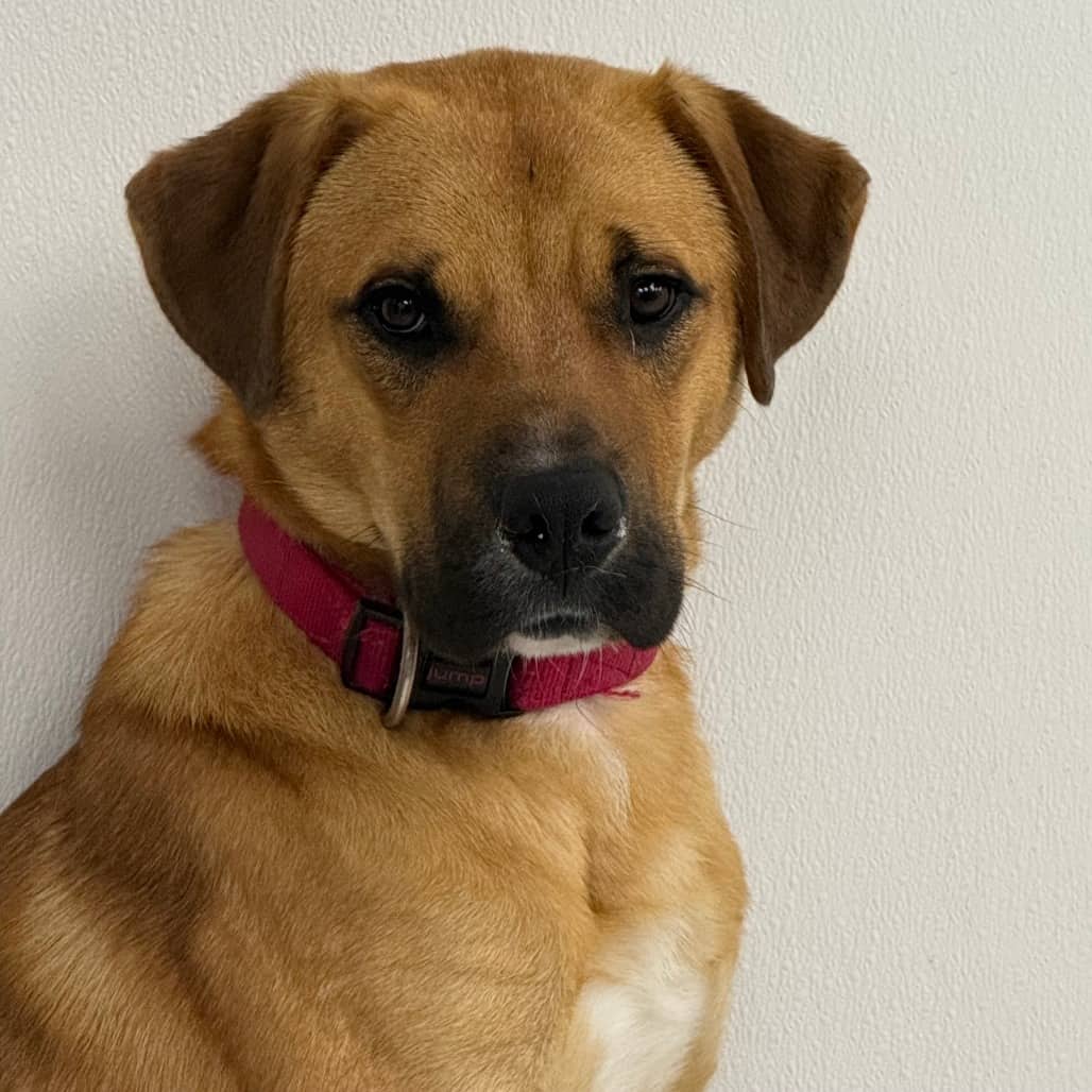 Gram - Shepherd / Mixed Breed (Large) available for adoption