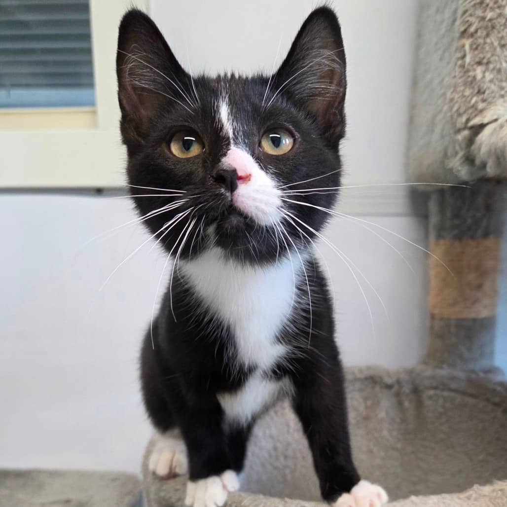 Whiskers - Domestic Shorthair available for adoption