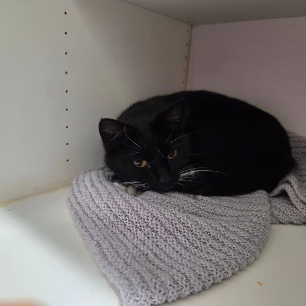 Rogue - Domestic Shorthair cat available for adoption at Battlefords Humane Society in North Battleford