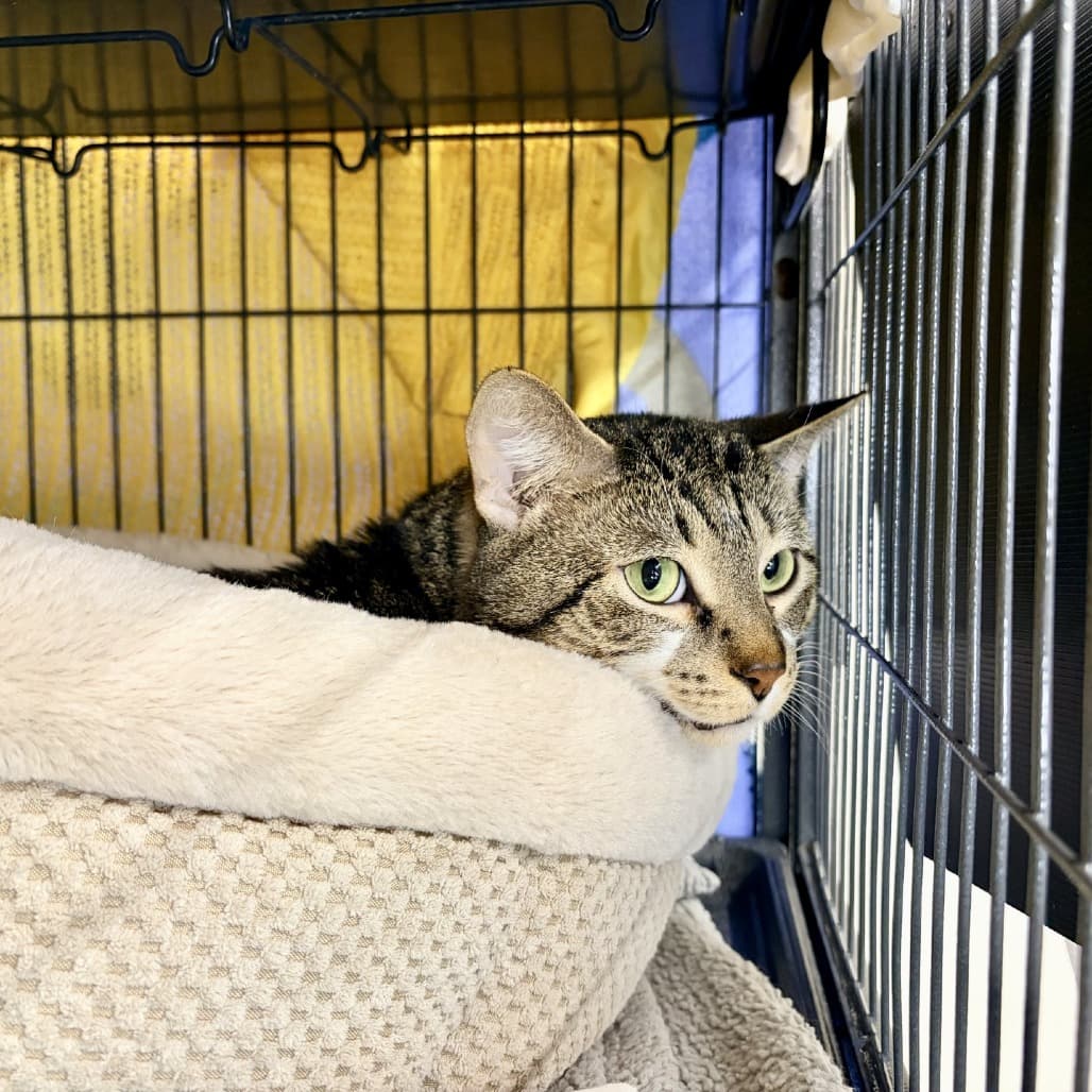 Echo - Domestic Shorthair cat available for adoption at Moose Jaw Humane Society in Saskatchewan
