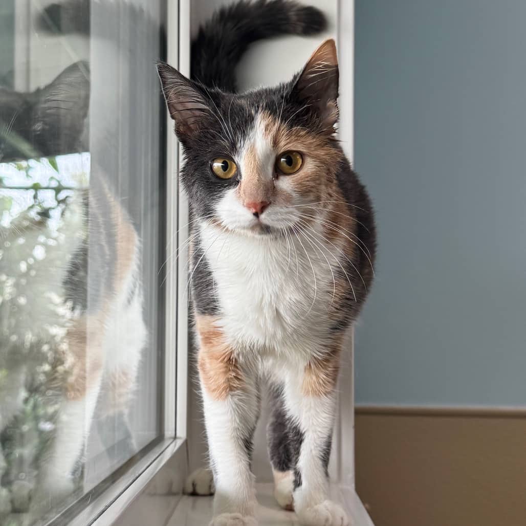 Liora - Domestic Shorthair cat available for adoption at Prince Albert SPCA in Prince Albert
