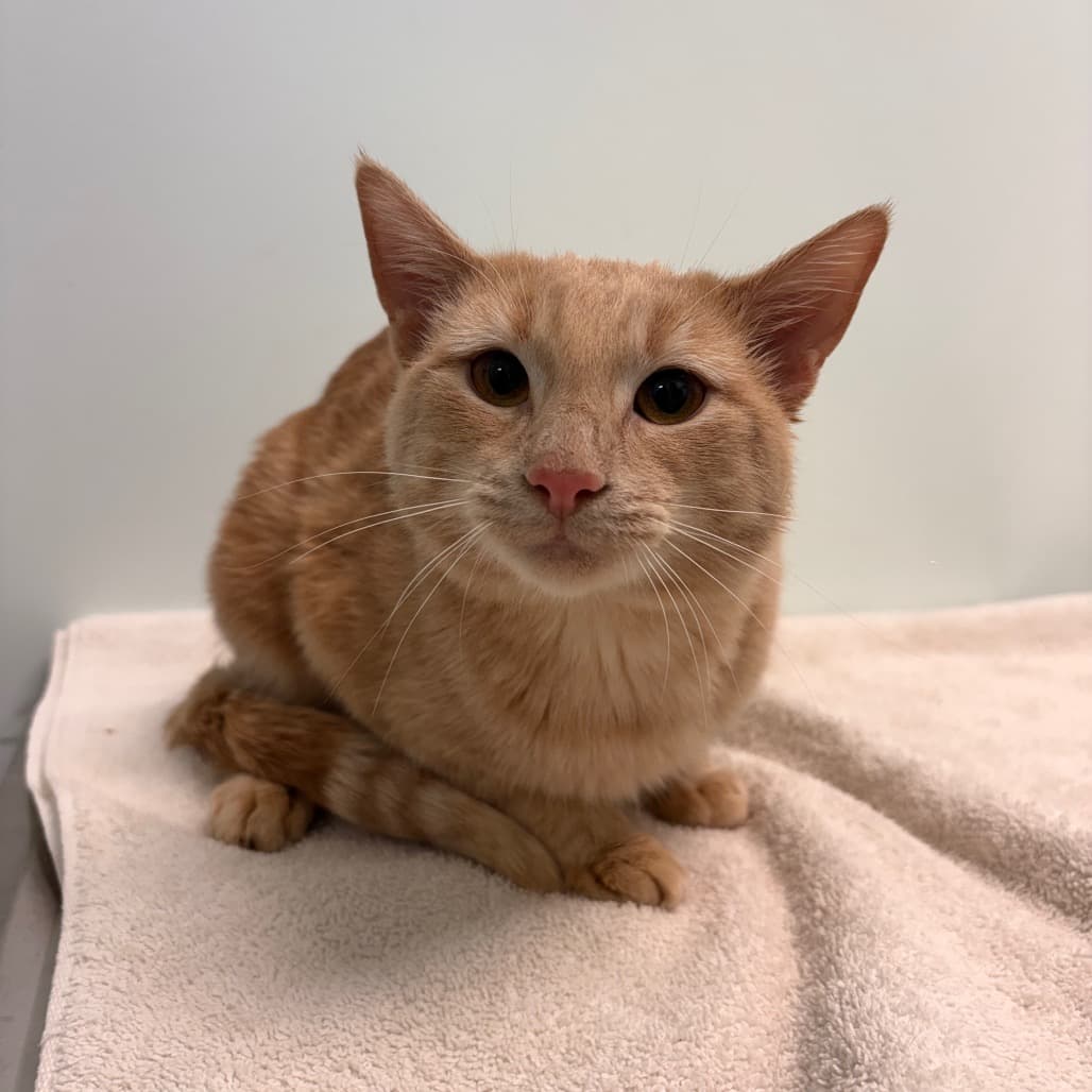 Dijon - Domestic Shorthair cat available for adoption at Saskatoon SPCA in Saskatoon