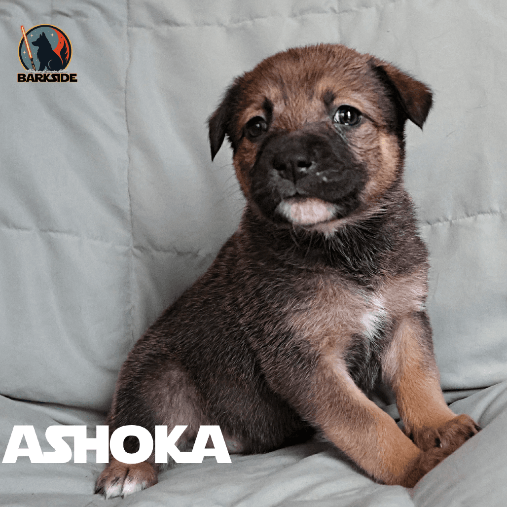 Ashoka - Mixed Breed available for adoption in Calgary