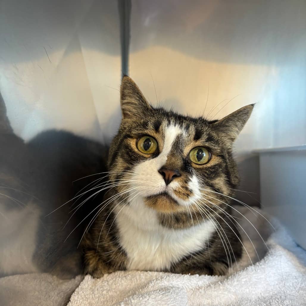 Steve French - Domestic Shorthair available for adoption