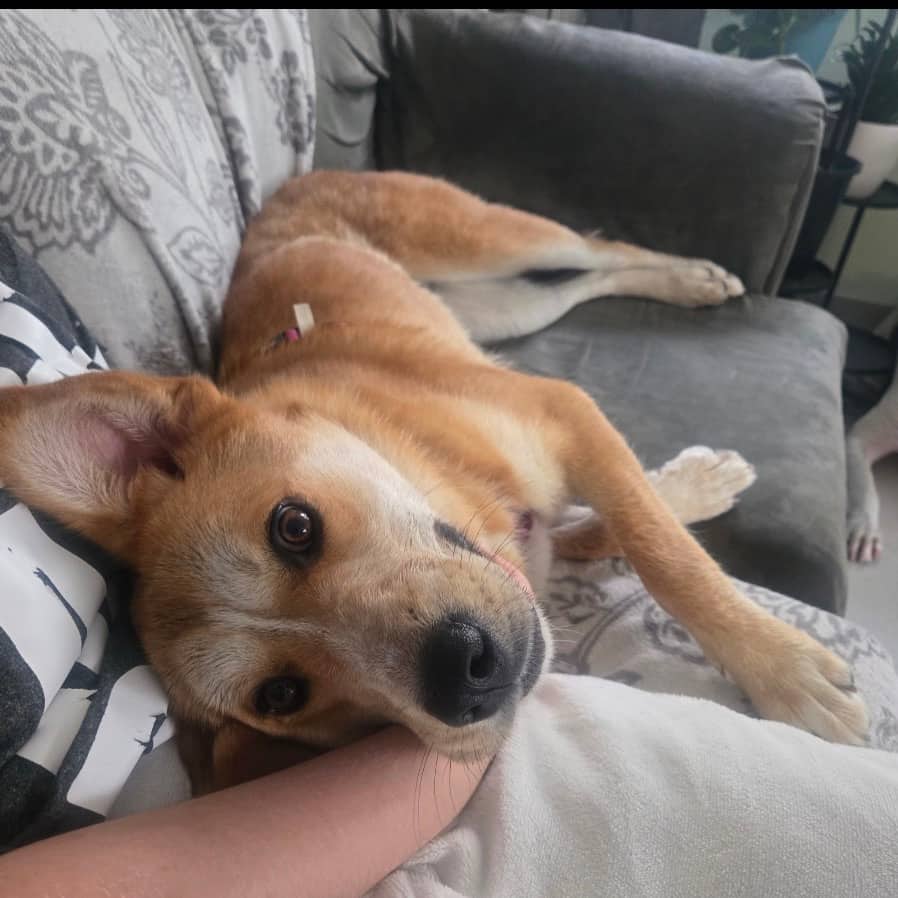 Ahtim - SHEPHERD, GERMAN/MIX available for adoption in Alberta