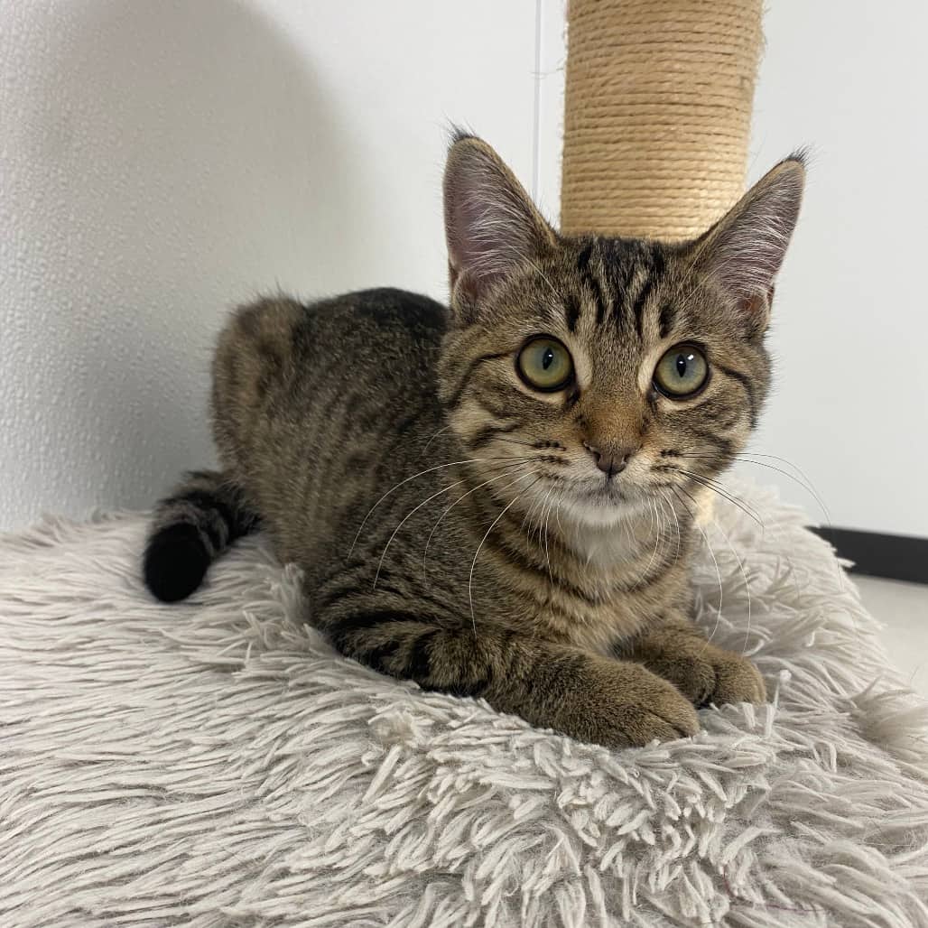 Pretzel - Domestic Shorthair cat available for adoption in Saskatchewan