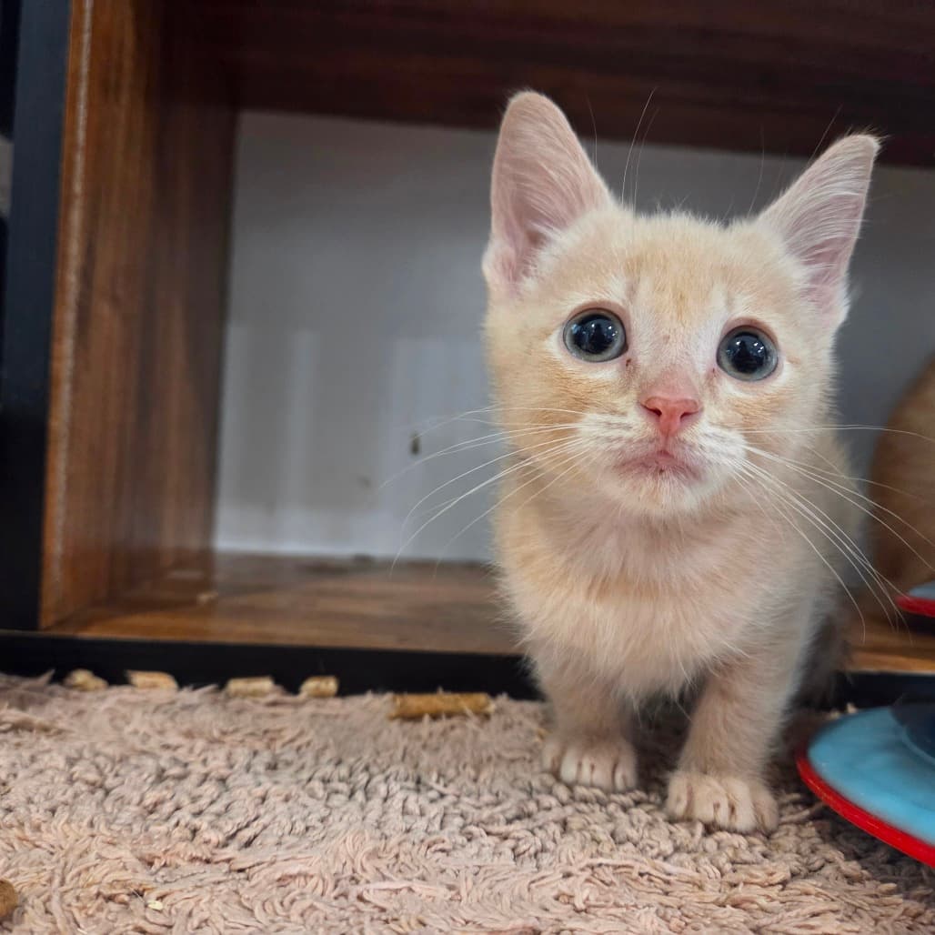 Lemon Square - Domestic Medium Hair available for adoption