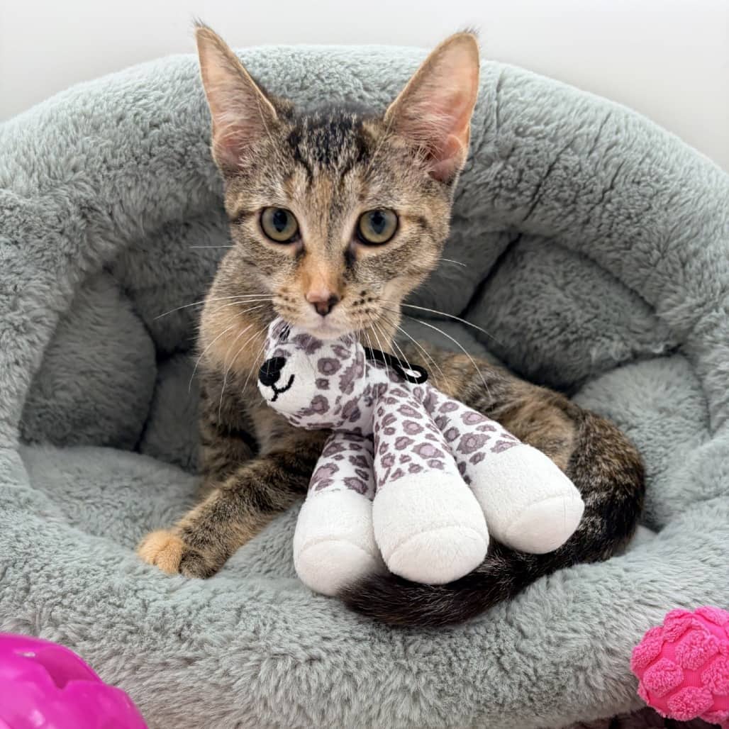 Peanut - Domestic Shorthair cat available for adoption at Moose Jaw Humane Society in Moose Jaw