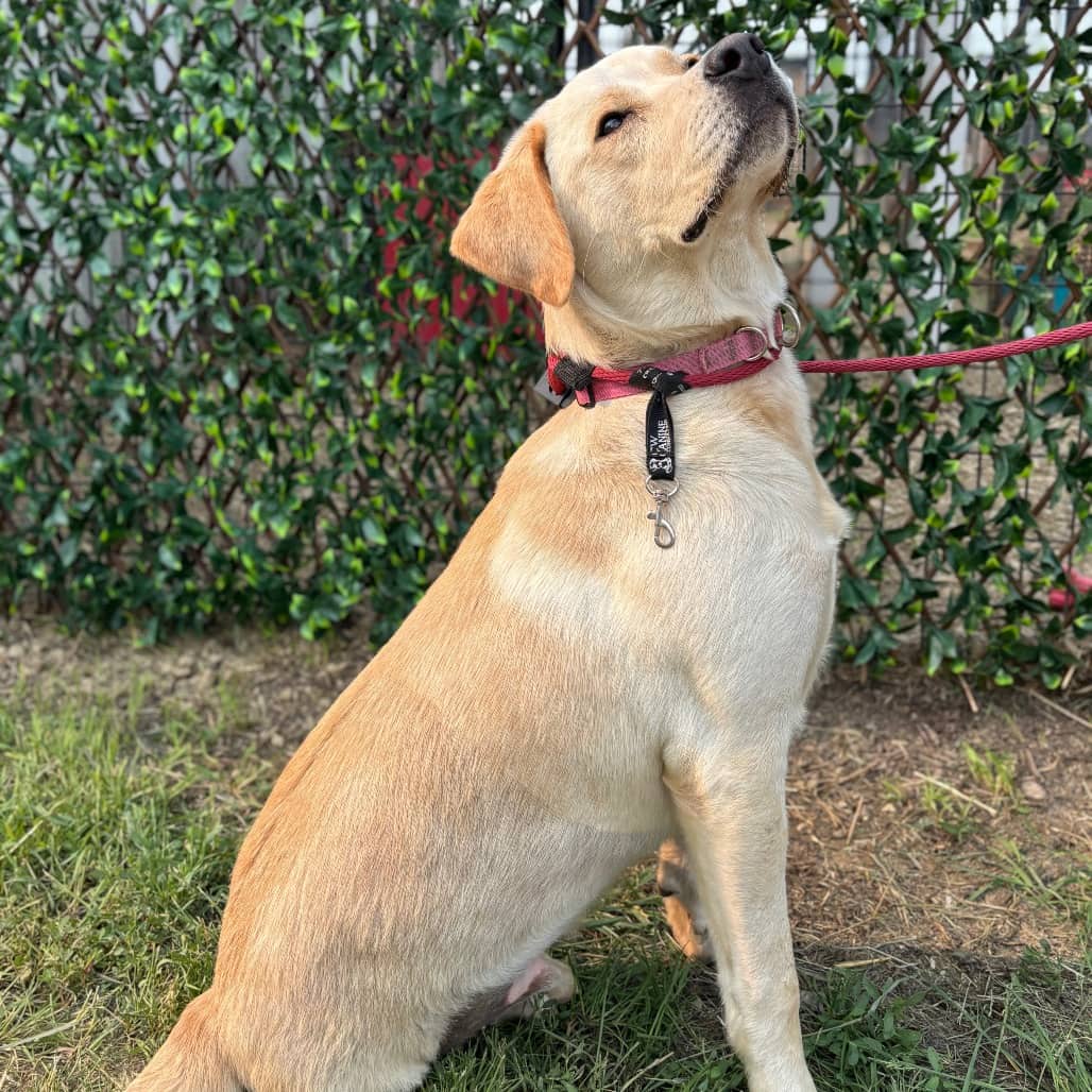 Midnight - RETRIEVER, LABRADOR available for adoption