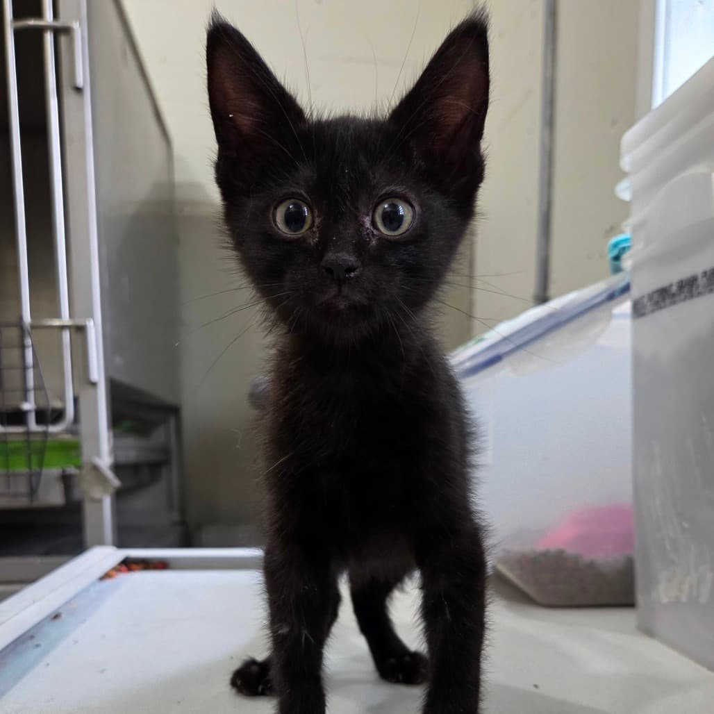 Austin - Domestic Shorthair cat available for adoption at Humboldt & District SPCA in Humboldt