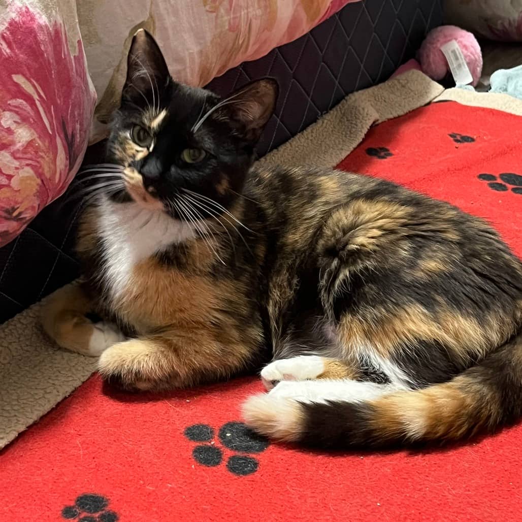 Starbucks - Domestic Medium Hair available for adoption