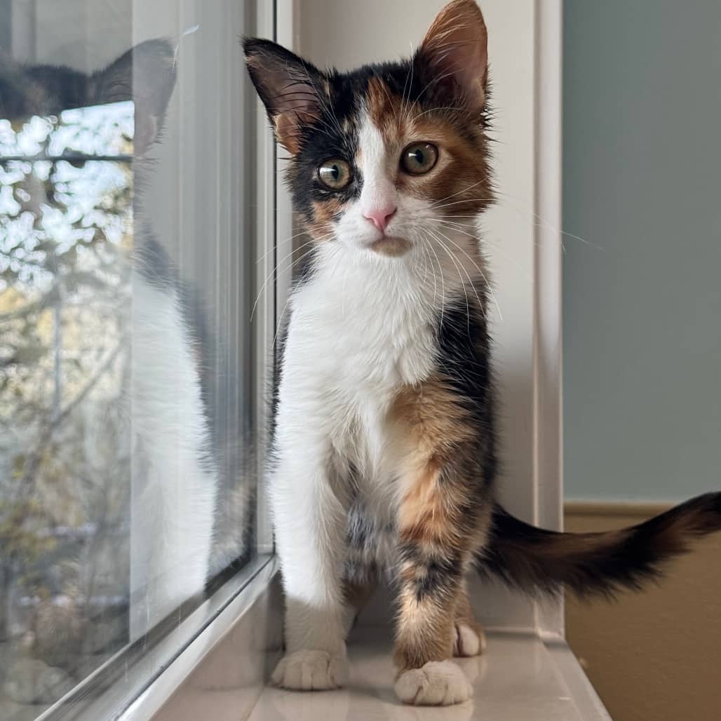 Useppa - Domestic Shorthair cat available for adoption at Prince Albert SPCA in Prince Albert