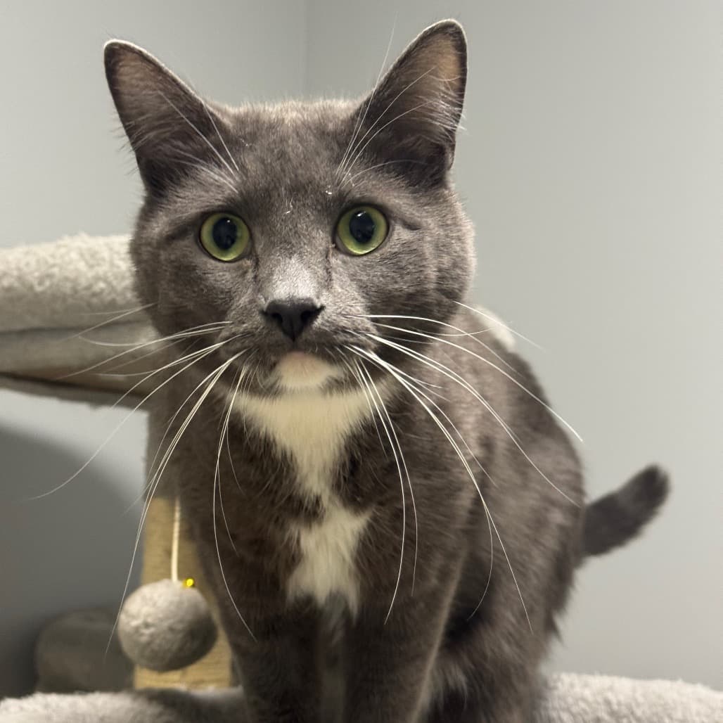 Minnie Mouse - Domestic Shorthair cat available for adoption in Calgary