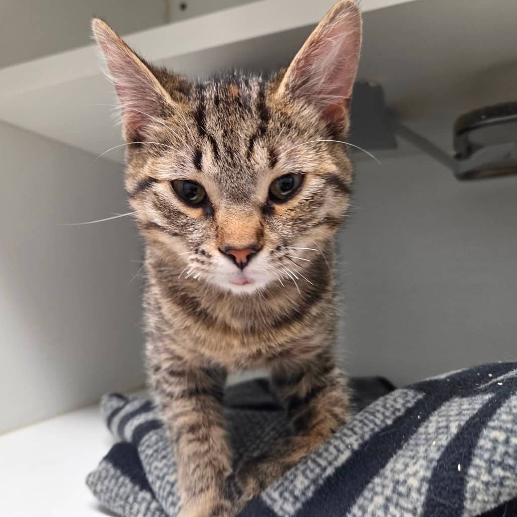 Jenny - Domestic Shorthair available for adoption