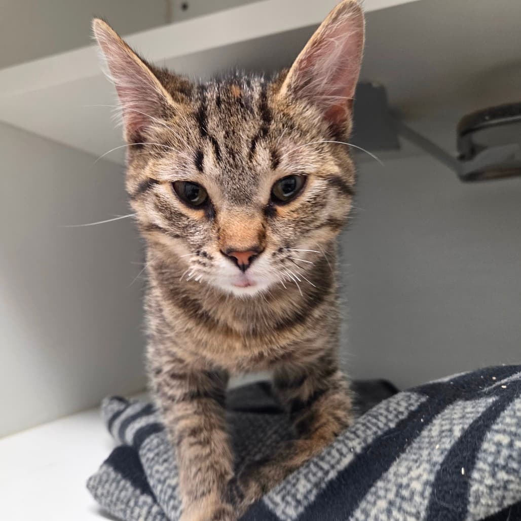 Jenny - Domestic Shorthair available for adoption
