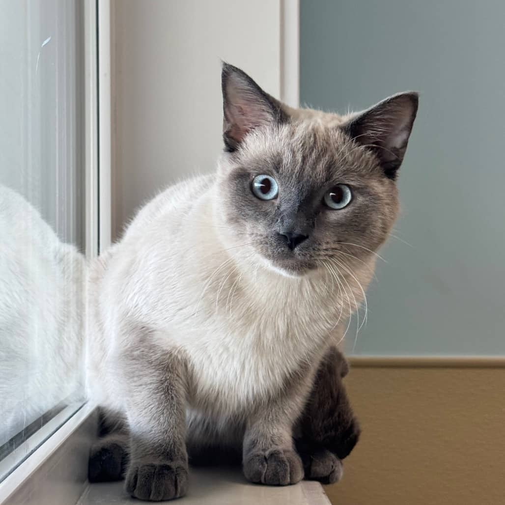 Mellow - Domestic Shorthair cat available for adoption at Prince Albert SPCA in Prince Albert