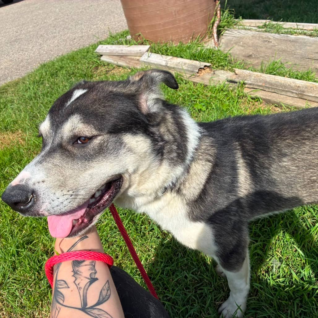 Viktor - SHEPHERD/MIX available for adoption in Alberta