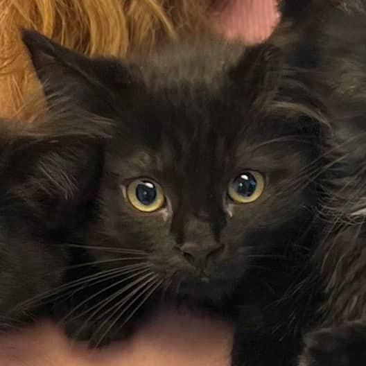 Elena - Domestic Longhair cat available for adoption at Border Paws Animal Shelter in Lloydminster