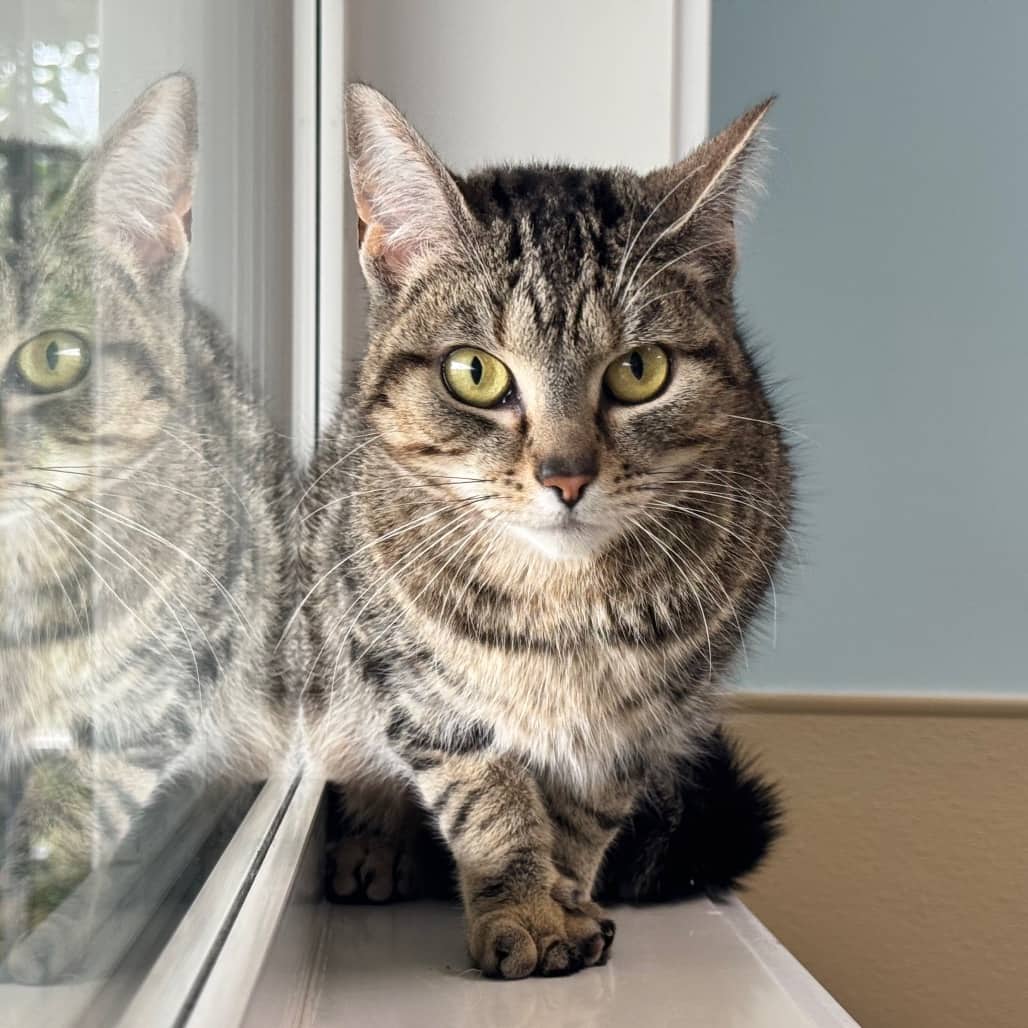 ToeBean - Domestic Shorthair available for adoption