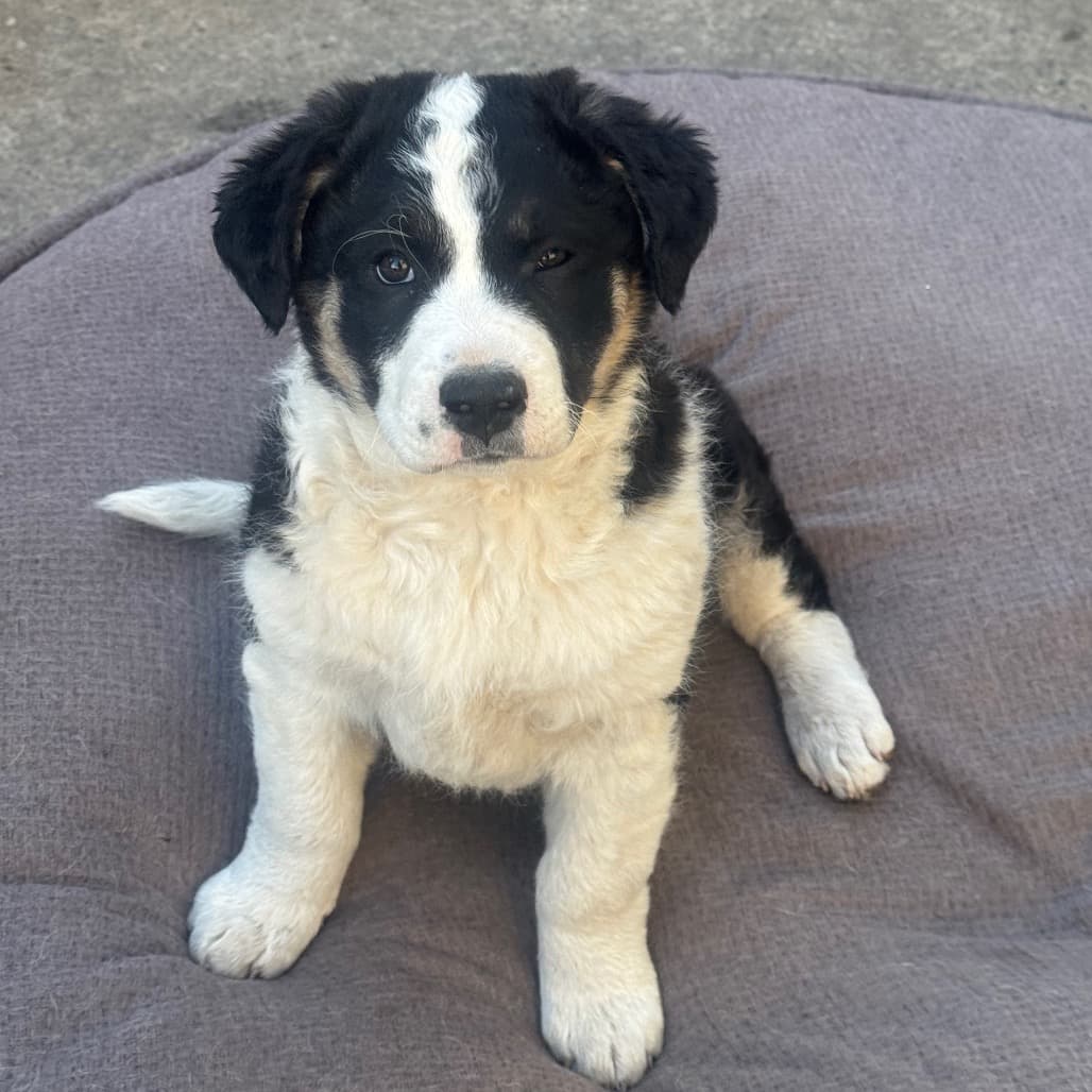 Halo - MIXED BREED available for adoption at SCARS in Calgary