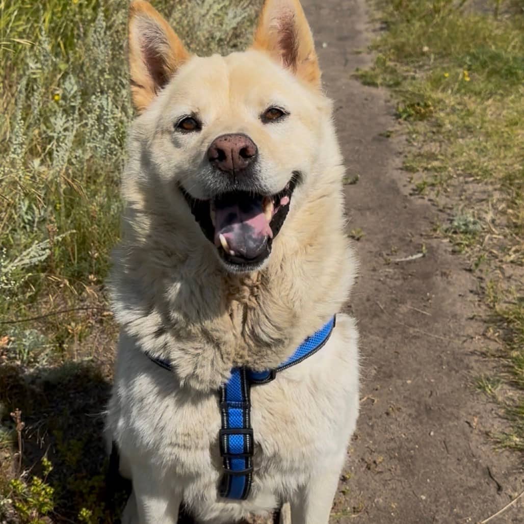 Snowball - Mixed Breed (Large) available for adoption in Saskatchewan