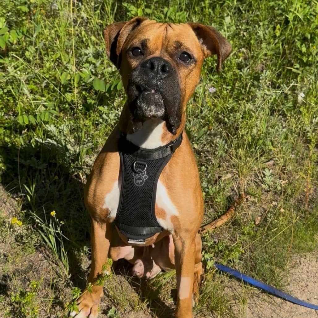 Bohdi - Boxer / Mix available for adoption