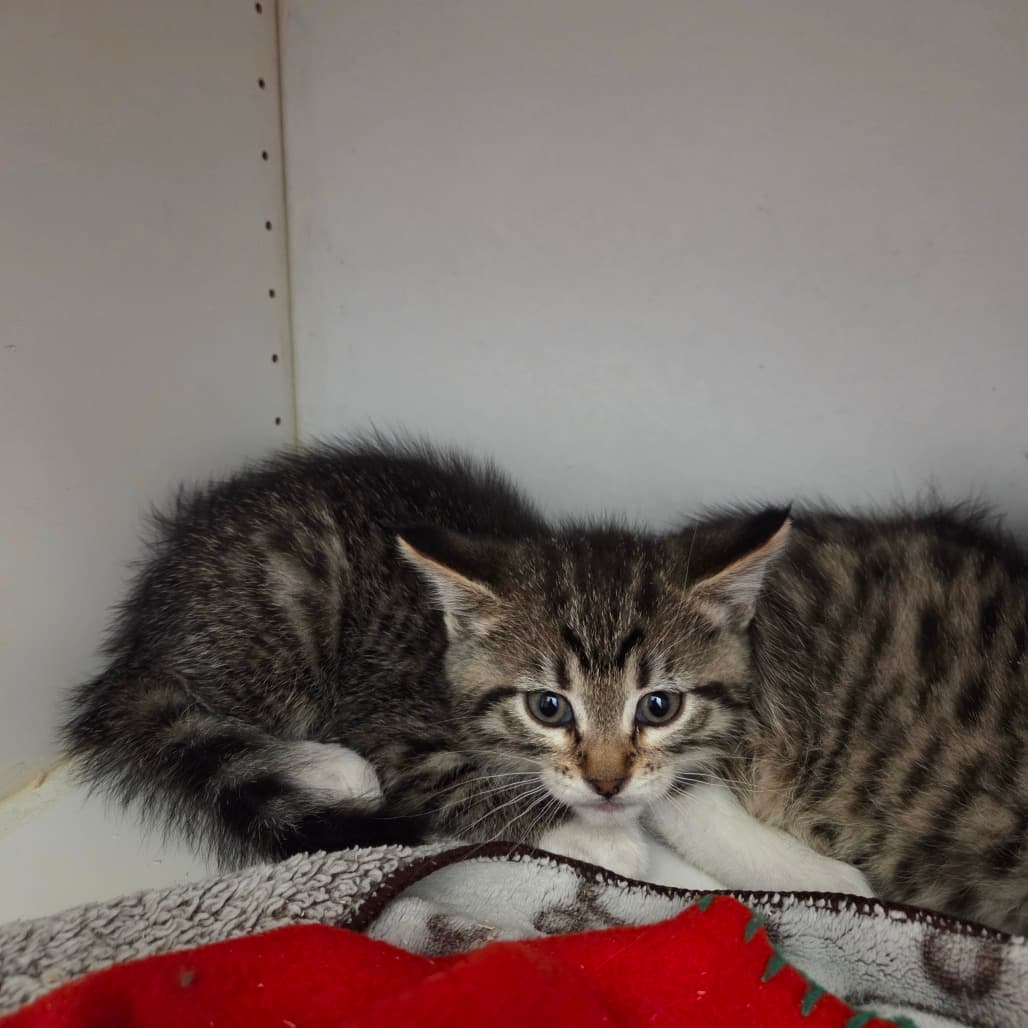 Snap - Domestic Shorthair cat available for adoption at Battlefords Humane Society in North Battleford
