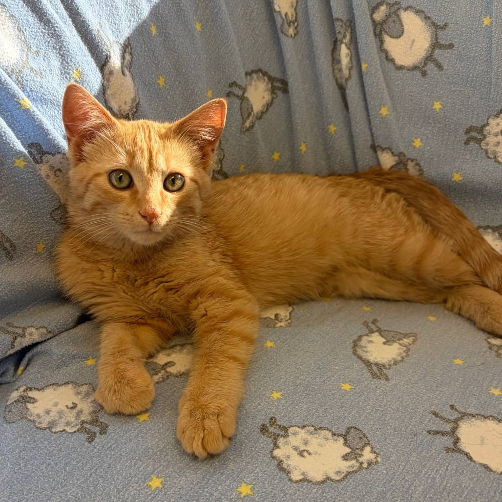 Riot - Domestic Shorthair cat available for adoption at Border Paws Animal Shelter in Lloydminster